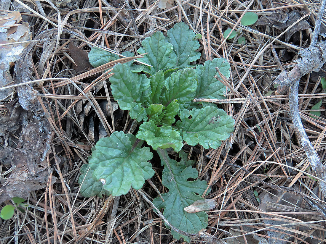 Изображение особи Senecio jacobaea.