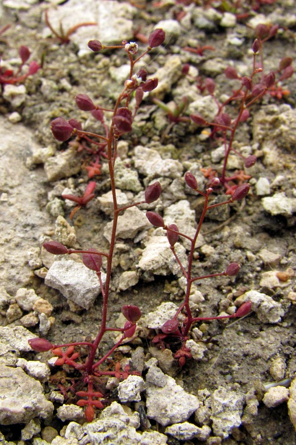 Изображение особи Hymenolobus procumbens.