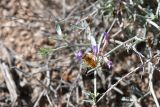 род Astragalus