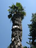 Washingtonia filifera. Крона и верхняя часть ствола. Абхазия, г. Сухум, Ботанический сад. 24 июля 2008 г.