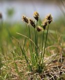 Carex duriuscula