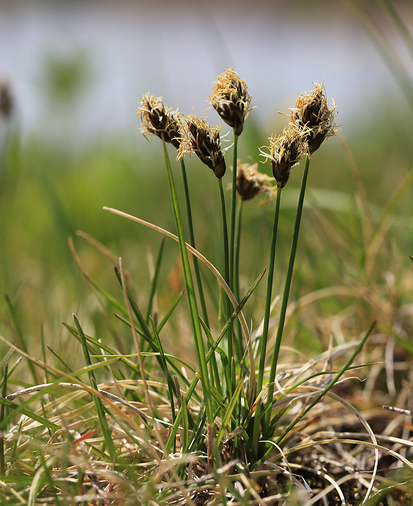 Изображение особи Carex duriuscula.