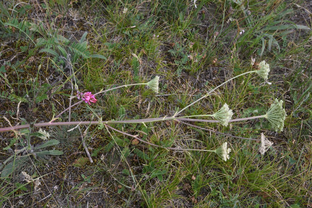 Image of Seseli libanotis specimen.