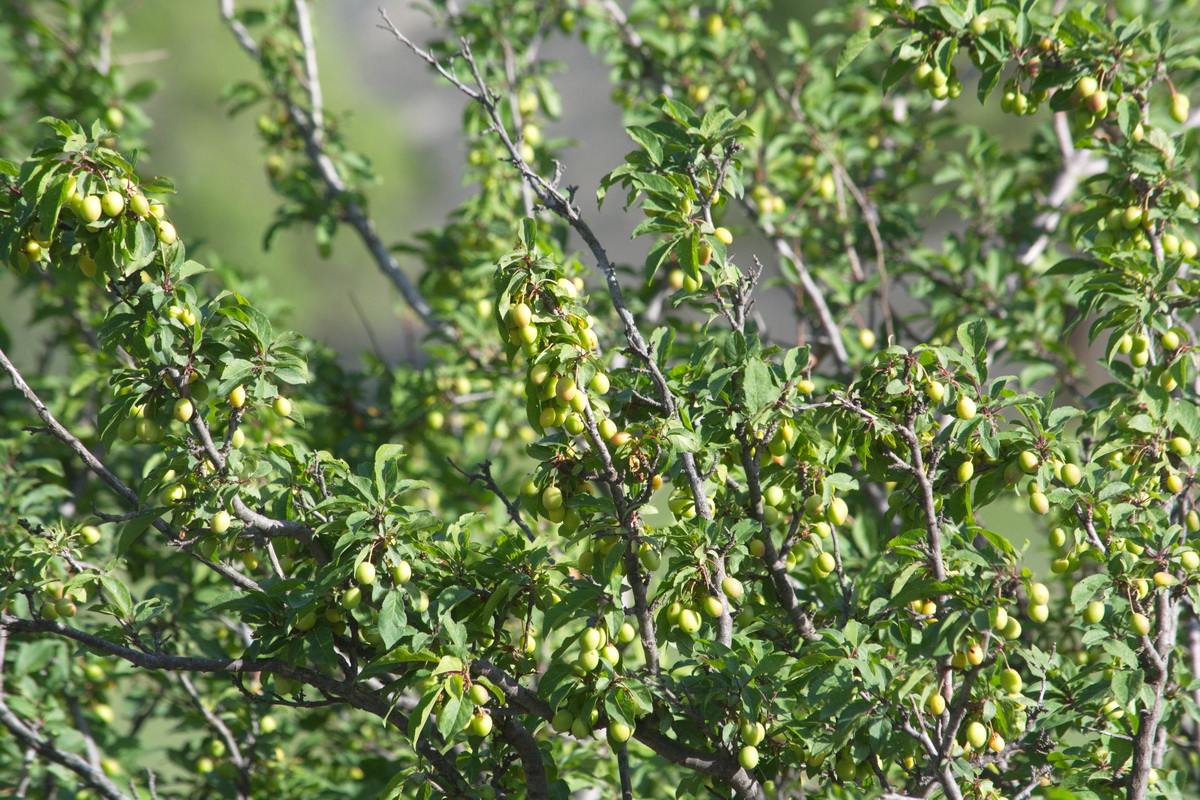 Image of Prunus cerasifera specimen.