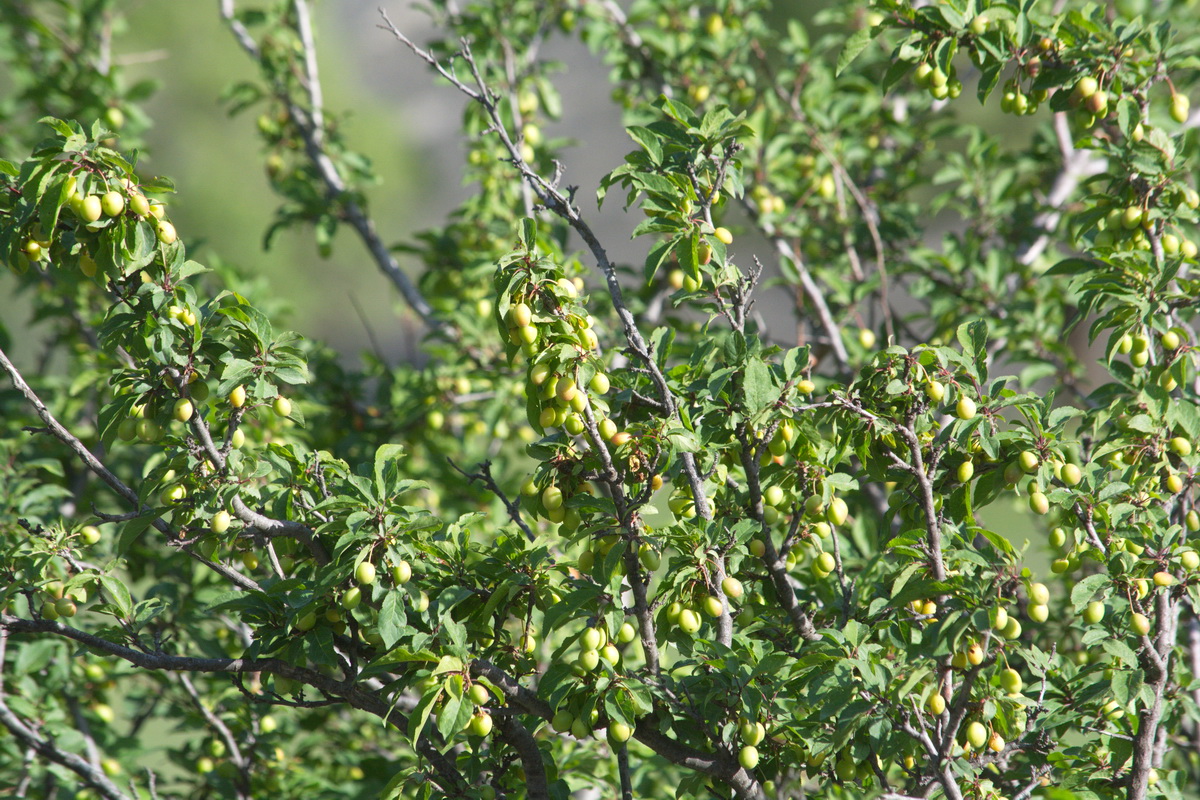 Изображение особи Prunus cerasifera.