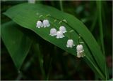 Convallaria majalis. Соцветие и лист. Московская обл., Раменский р-н, окр. ж.-д. платформы Хрипань, смешанный лес у ЛЭП, просека. 01.06.2023.