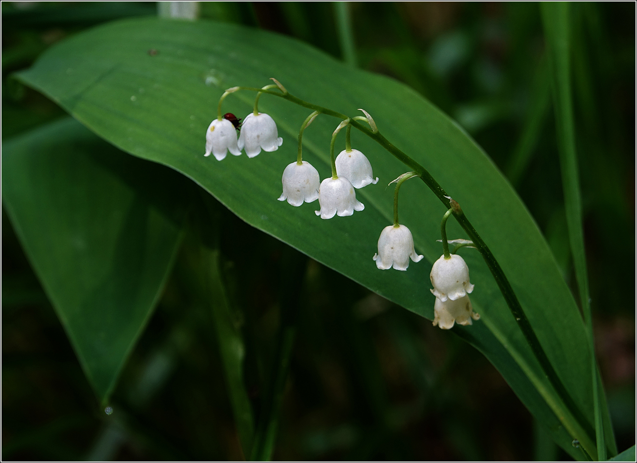 Изображение особи Convallaria majalis.