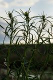 Artemisia dracunculus