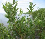 Salix myrsinifolia. Верхняя часть куста. Вологодская обл., Череповецкий р-н, д. Музга, Шекснинский плёс Рыбинского водохранилища, на мелководье. 13.07.2009.