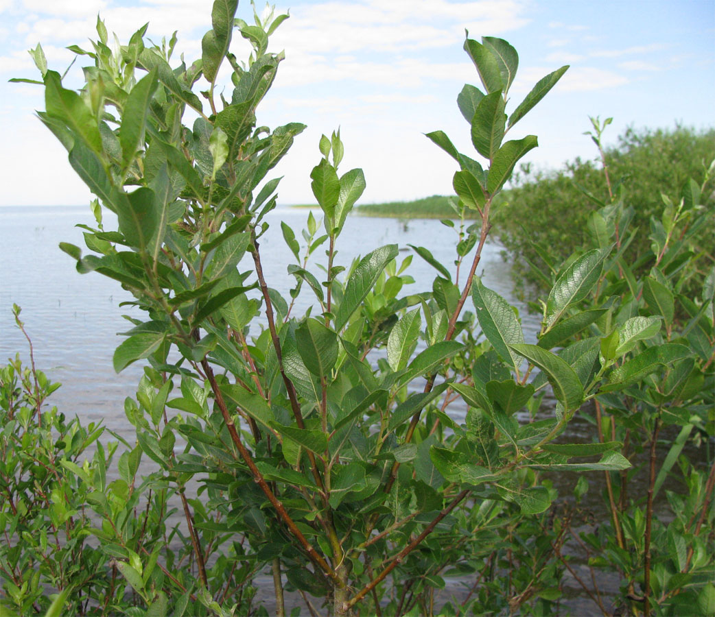 Изображение особи Salix myrsinifolia.