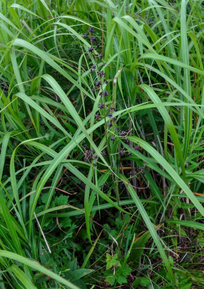 Image of Veratrum maackii specimen.