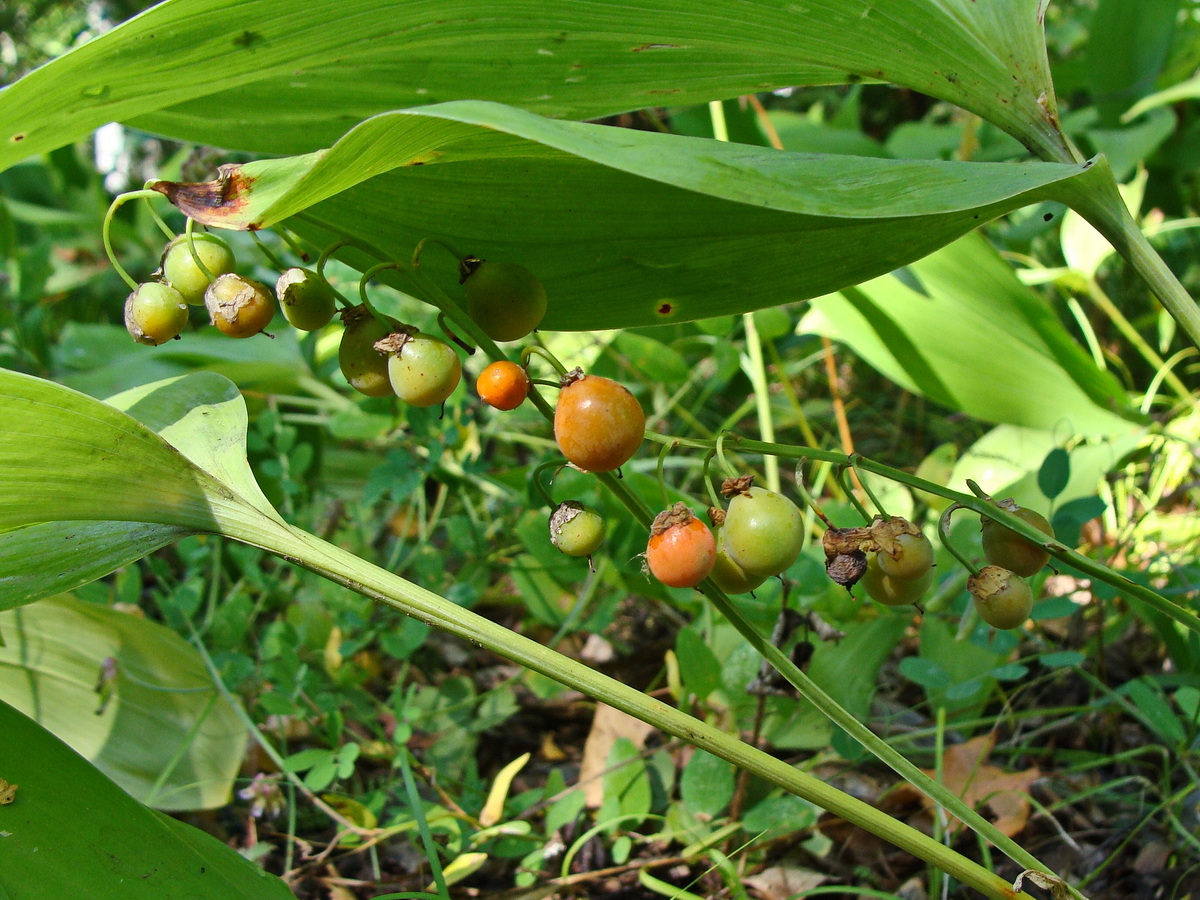 Image of Convallaria keiskei specimen.