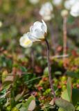 Dryas punctata. Цветок. Мурманская обл., Кольский р-н, сельское поселение Териберка, о. Кильдин, окр. маяка Кильдинский восточный, вороничная тундра. 24.06.2023.