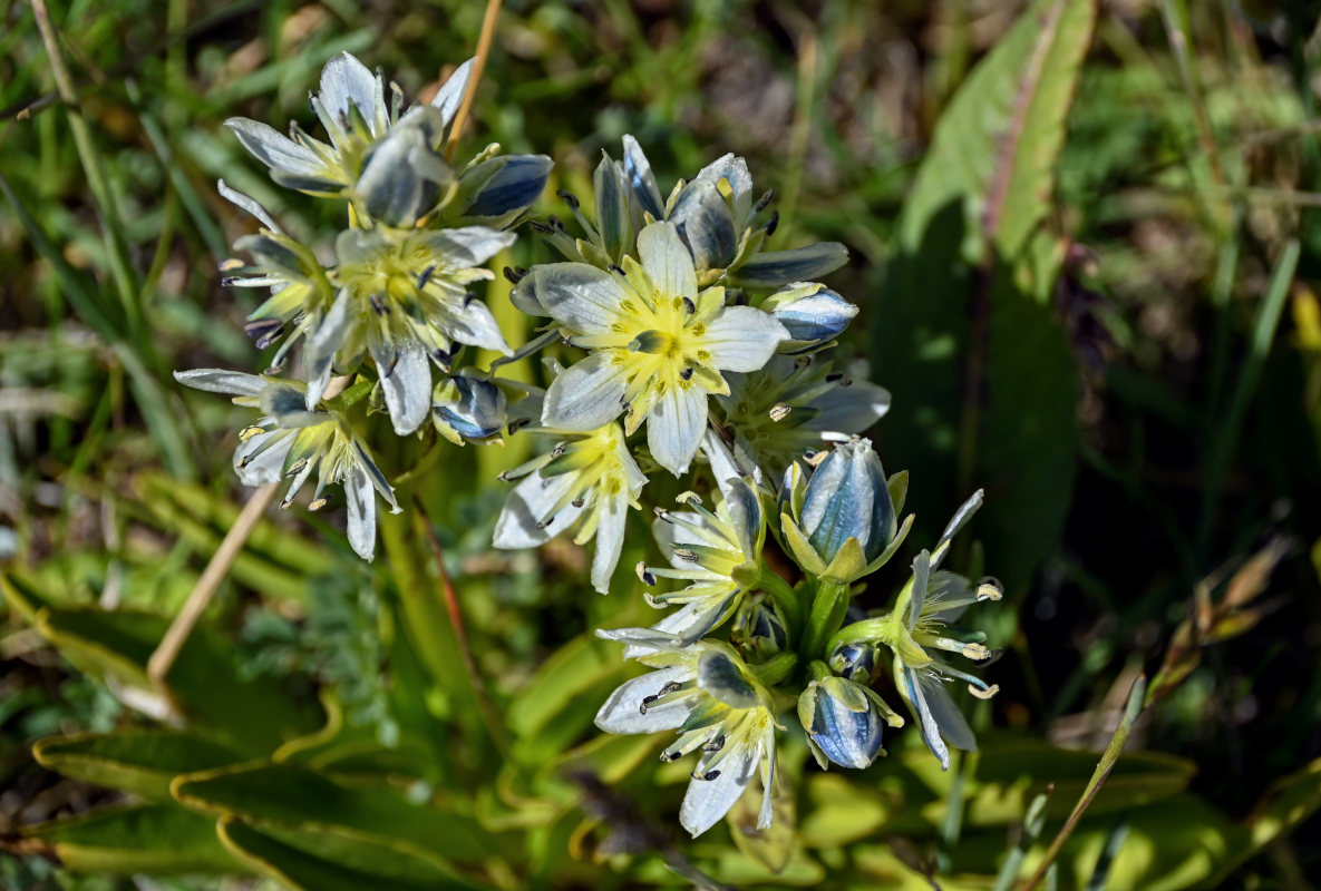 Изображение особи Swertia marginata.