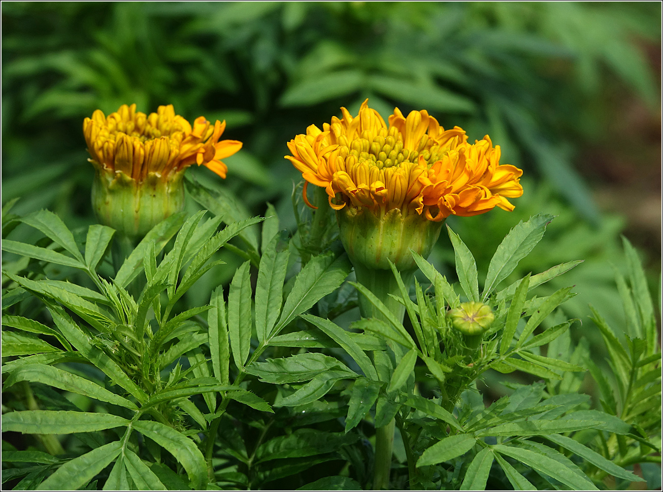 Изображение особи Tagetes erecta.