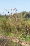 Eryngium planum. Верхушка плодоносящего растения. Нижегородская обл., Володарский р-н, окр. пос. Дубки; берег р. Ока, высокотравный луг. 15.09.2023.