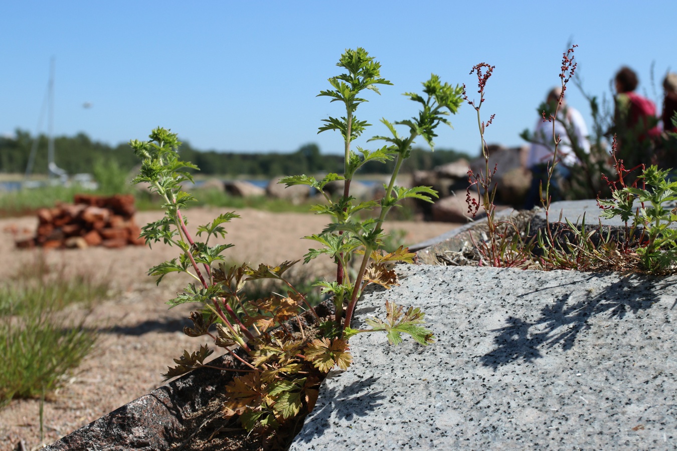 Image of Potentilla intermedia specimen.