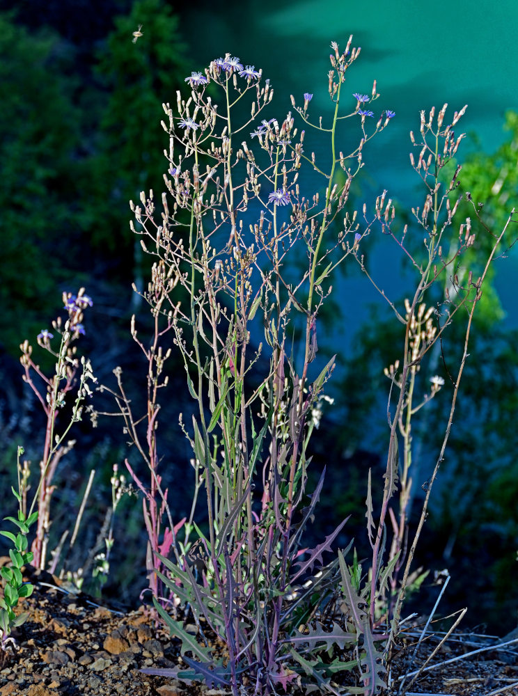 Image of Lactuca tatarica specimen.