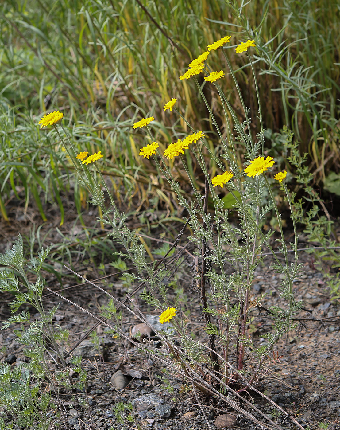 Image of Anthemis tinctoria specimen.
