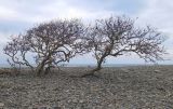 Pistacia mutica. Взрослое дерево с засыпанными галькой основаниями стволов и лишайником (Xanthoria parietina) на коре. Краснодарский край, м/о Анапа, окр. пос. Бол. Утриш, галечный пляж. 28.01.2023.