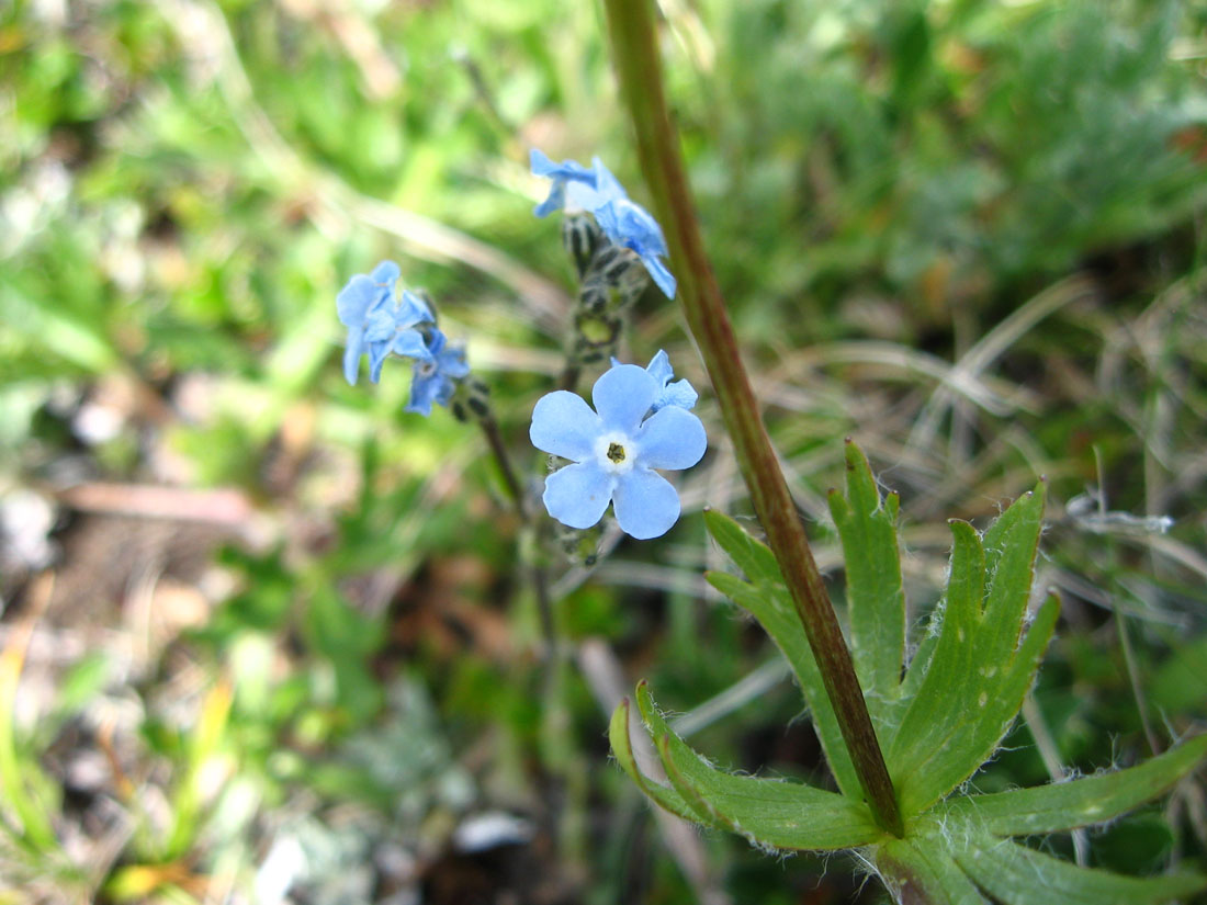 Image of Eritrichium caucasicum specimen.