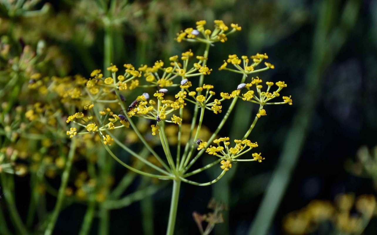 Изображение особи семейство Apiaceae.