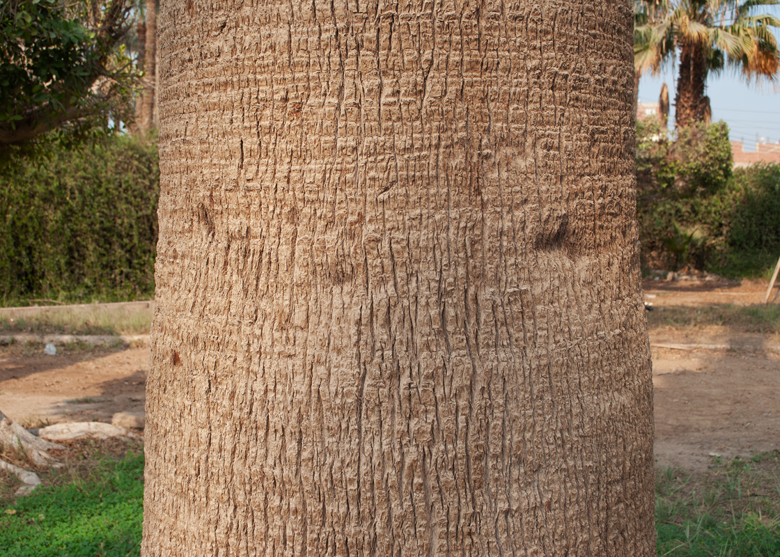 Image of Washingtonia filifera specimen.