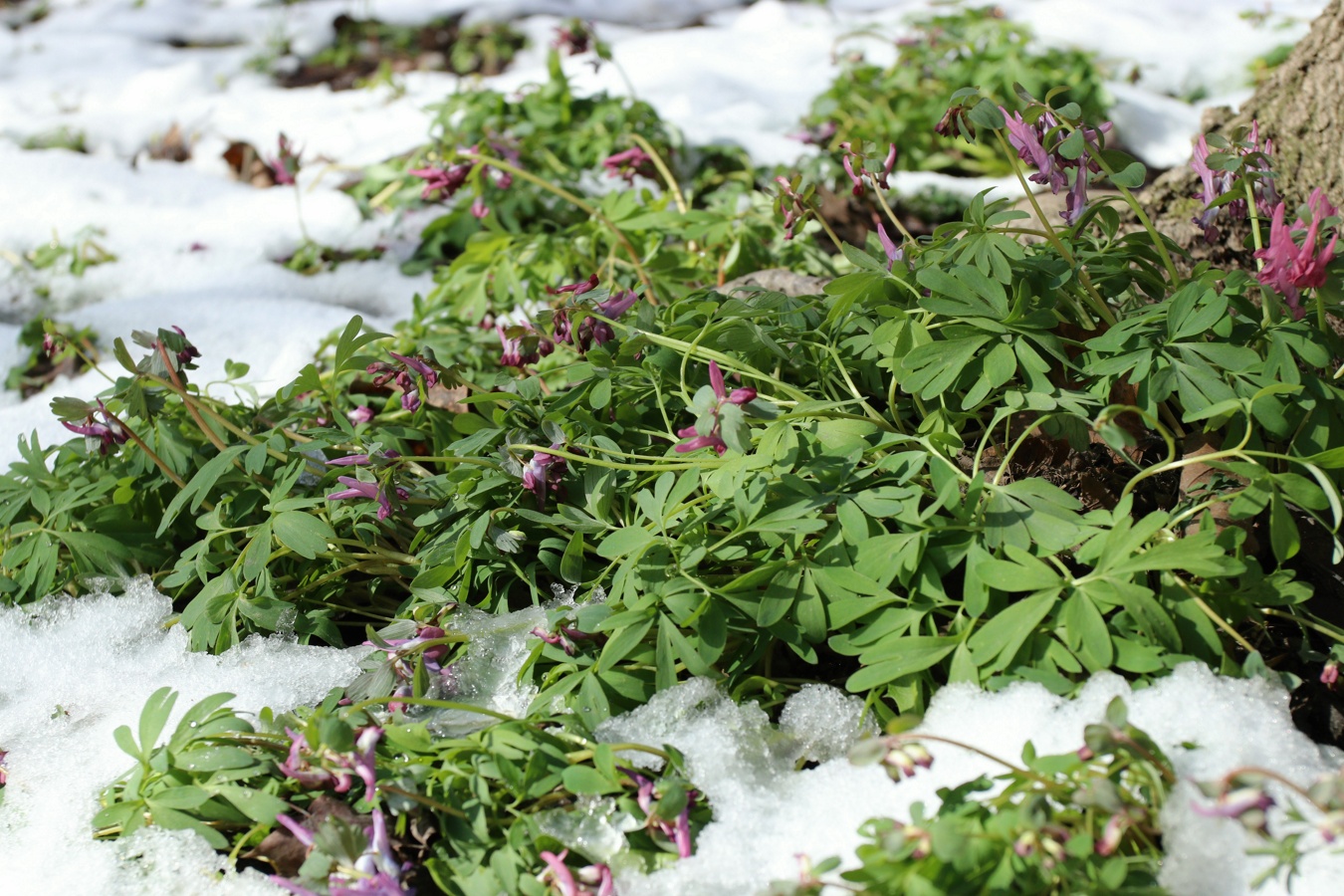 Изображение особи Corydalis solida.