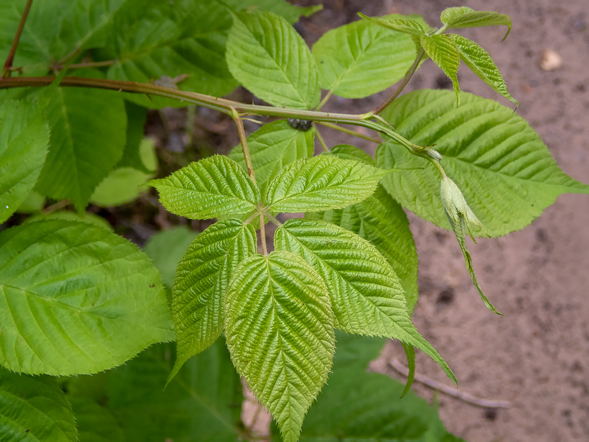 Изображение особи Rubus allegheniensis.