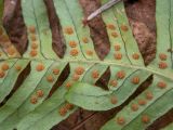 Polypodium vulgare