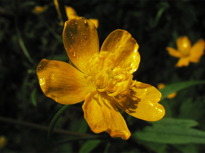 Изображение особи Ranunculus lanuginosus.