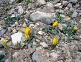 Tulipa thianschanica