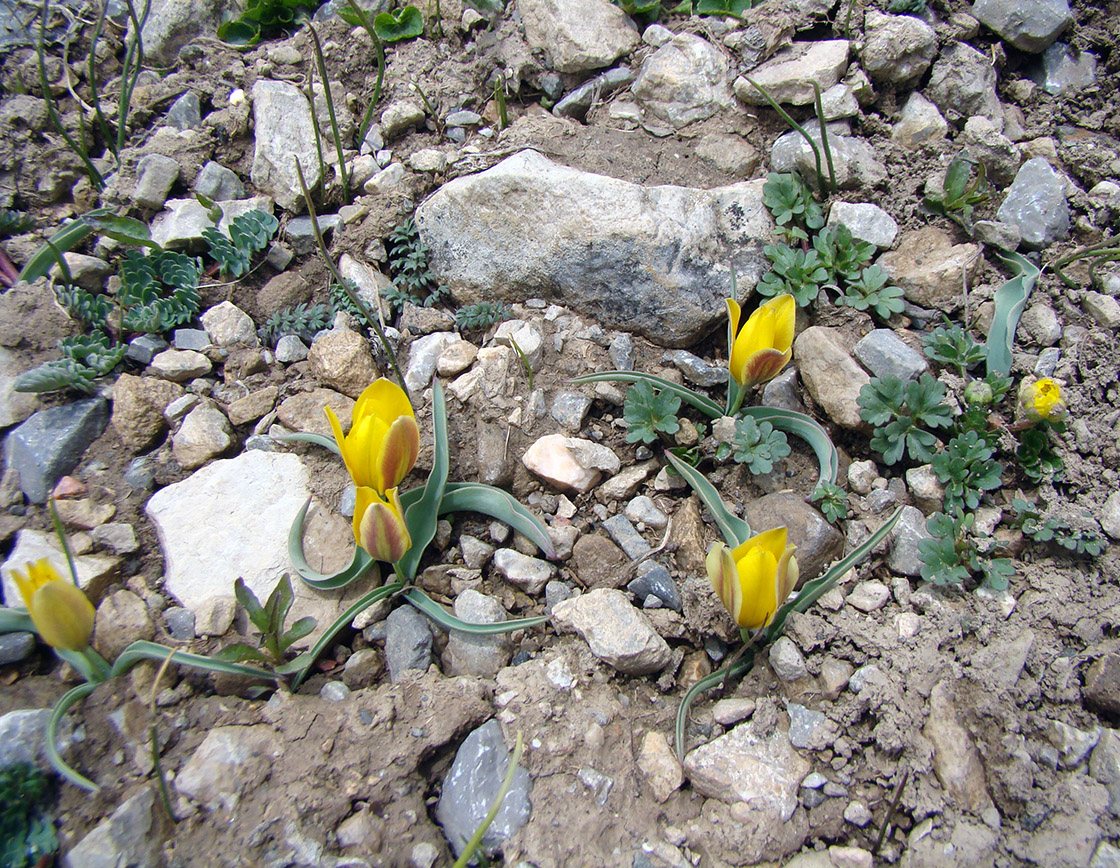 Изображение особи Tulipa thianschanica.