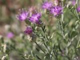 Acroptilon repens