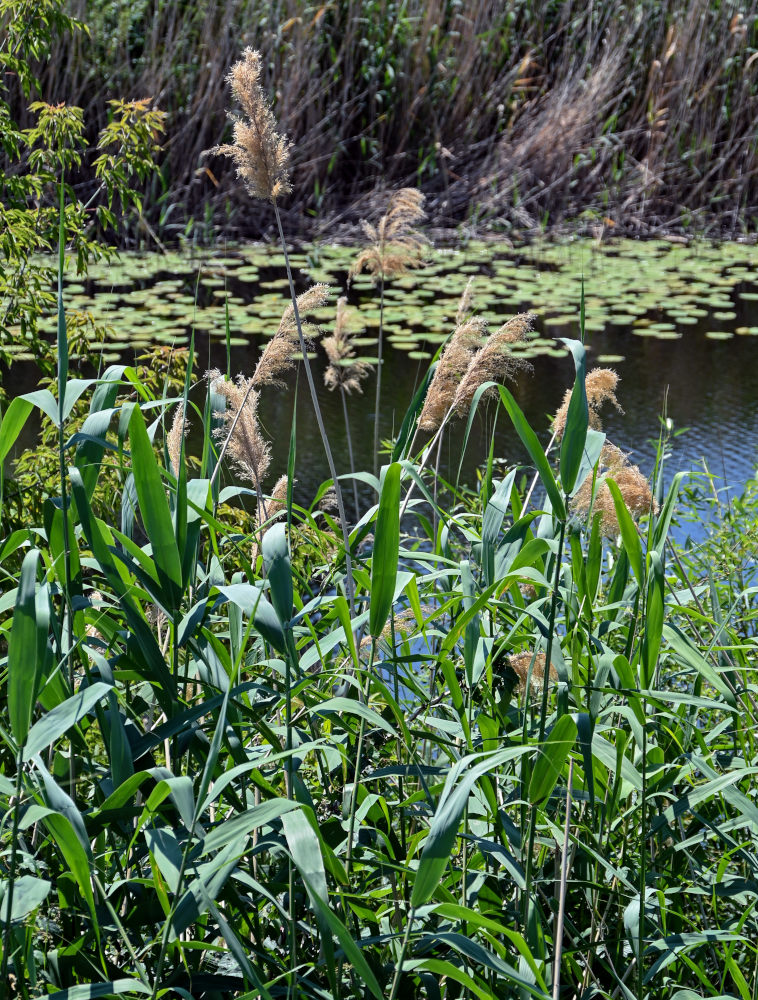 Изображение особи Phragmites australis.