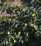 Rosa canina