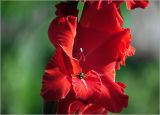 Gladiolus &times; gandavensis