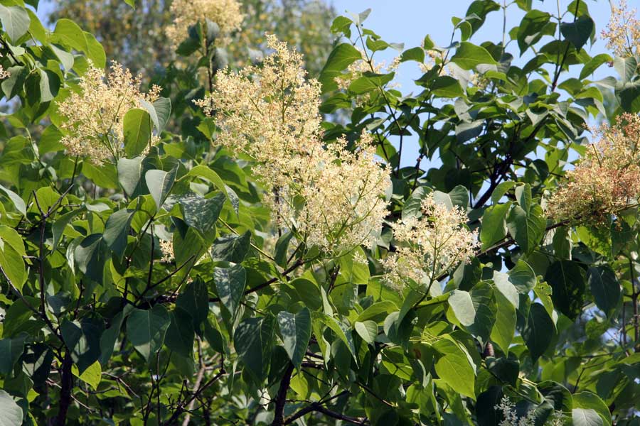 Image of Syringa amurensis specimen.