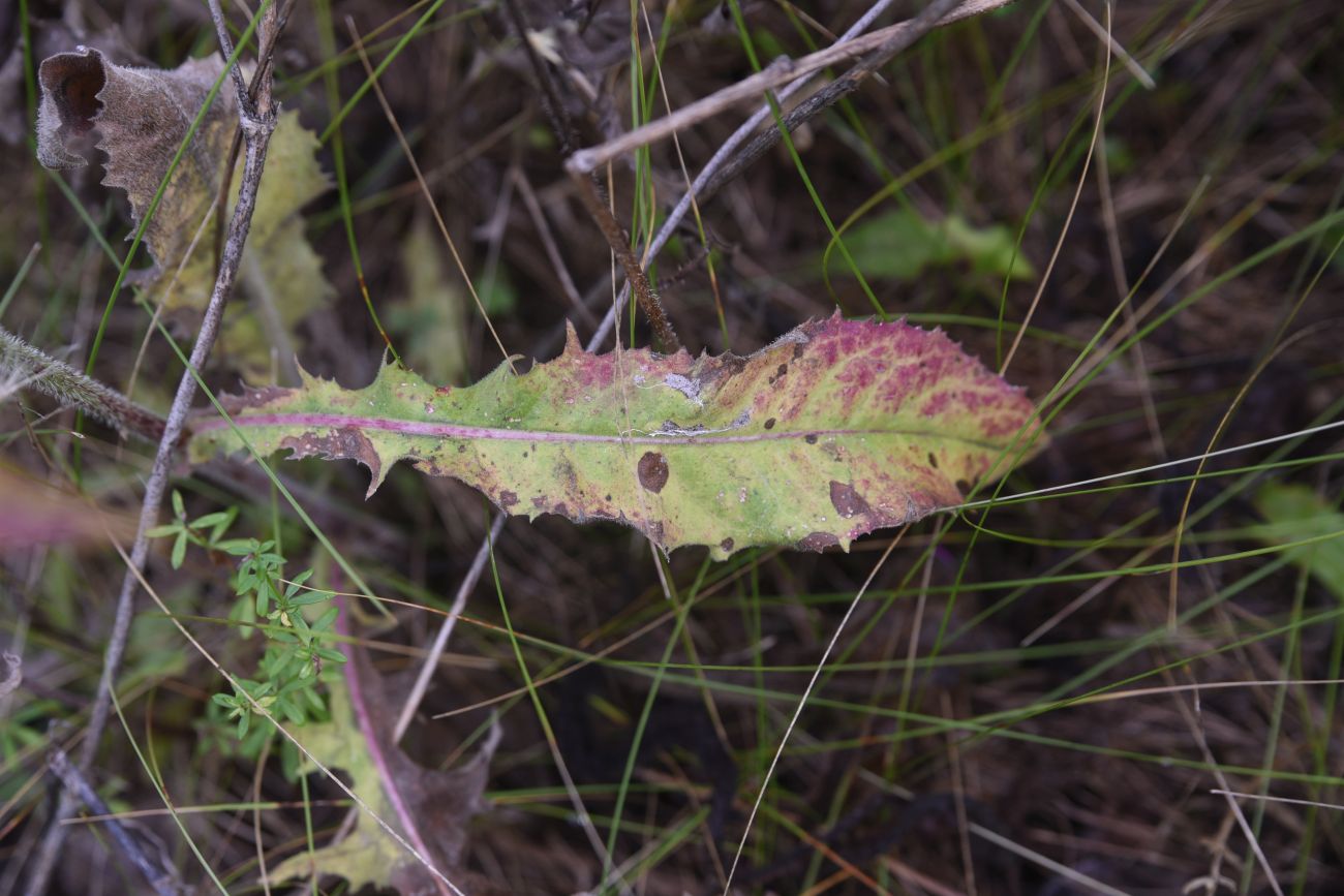 Image of Cichorium intybus specimen.