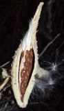 Asclepias syriaca