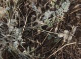 Astragalus sareptanus