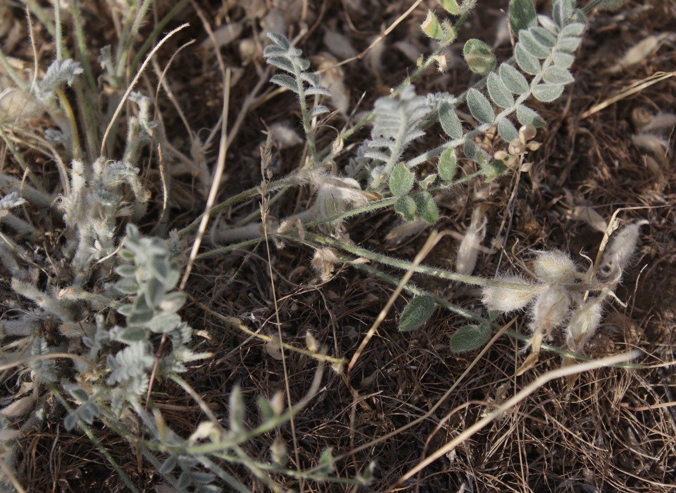 Изображение особи Astragalus sareptanus.