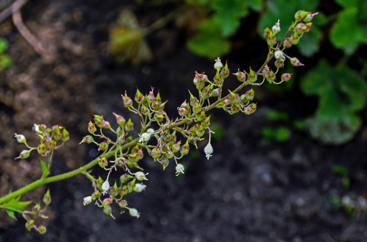 Изображение особи Heuchera maxima.