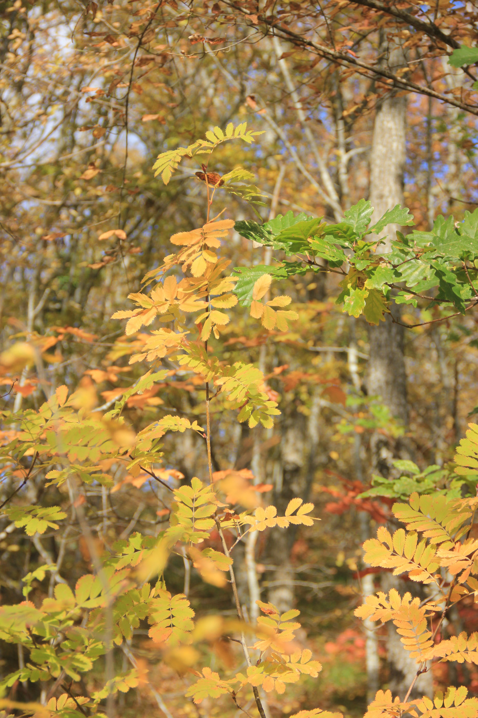 Image of Sorbus domestica specimen.