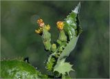 Sonchus oleraceus. Отцветшие и развивающиеся соцветия. Московская обл., Раменский р-н, окр. дер. Хрипань, садовый участок. 02.08.2024.