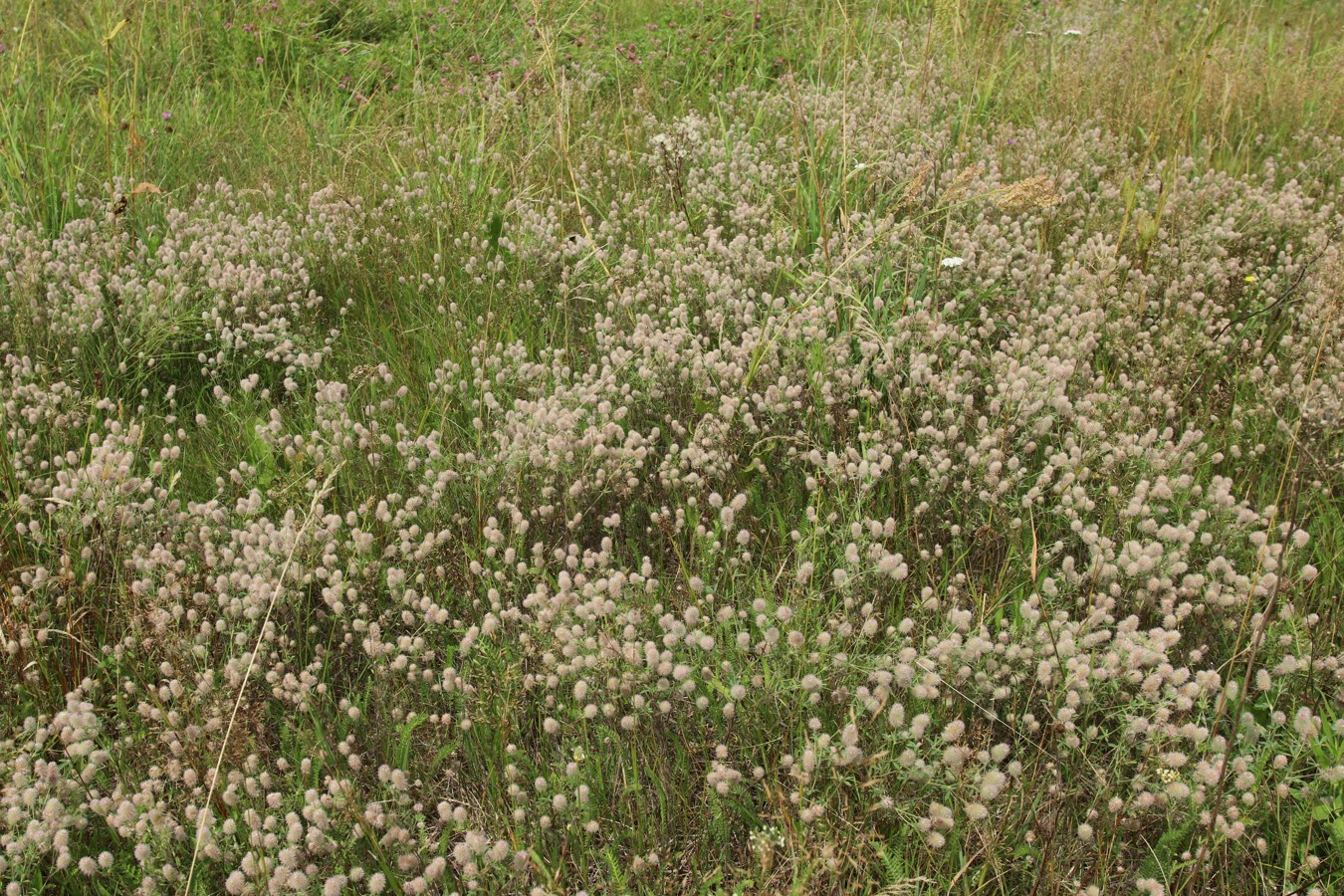 Image of Trifolium arvense specimen.