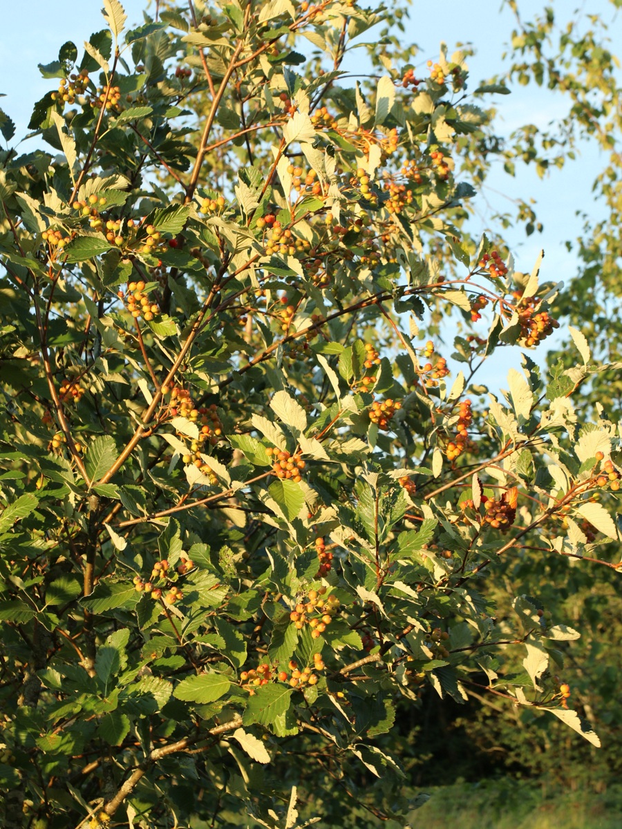 Image of genus Sorbus specimen.