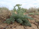 Zosima absinthifolia