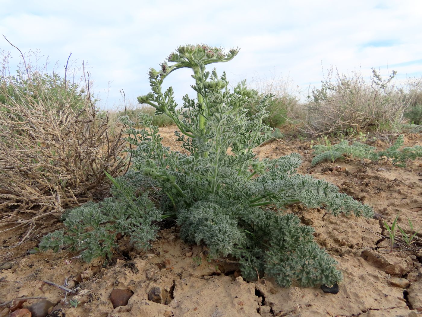 Image of Zosima absinthifolia specimen.