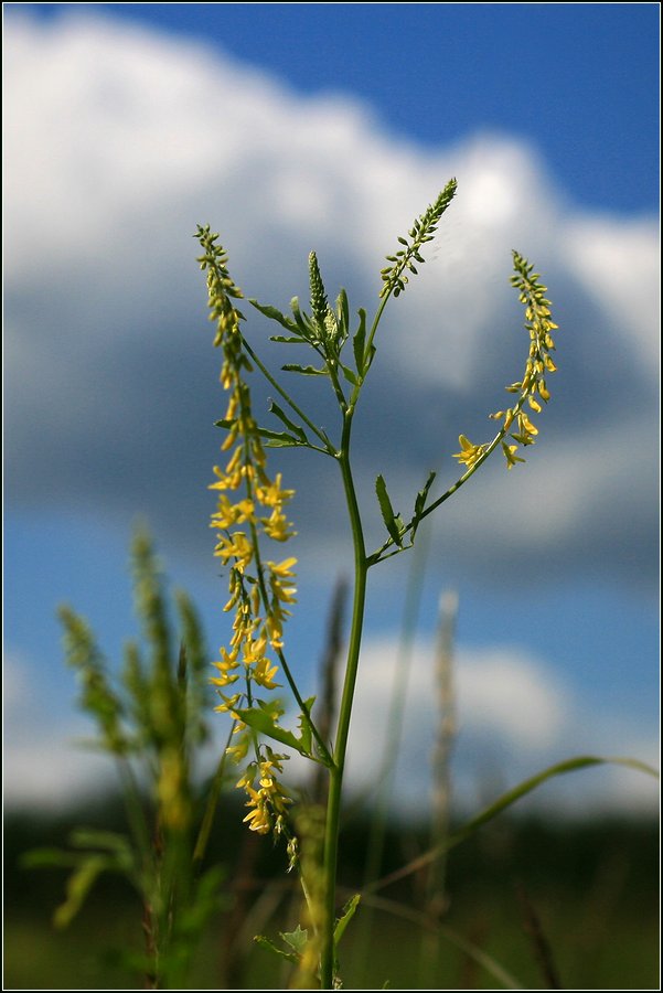 Image of Melilotus officinalis specimen.